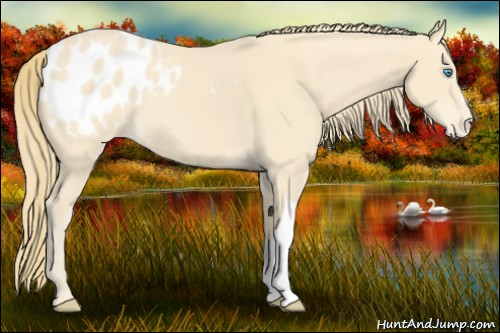 Horse Color:Perlino Appaloosa 
