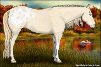 Horse Color:Perlino Appaloosa 