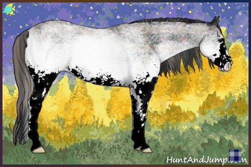 Horse Color:Plaid White Spotted Black Sabino Rabicano