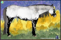 Horse Color:Plaid  White Spotted Black Sabino Rabicano 