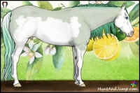 Horse Color:Watercolor Amber Champagne Roan Splash Frame Rabicano