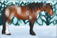 Horse Color:White Spotted Brown 