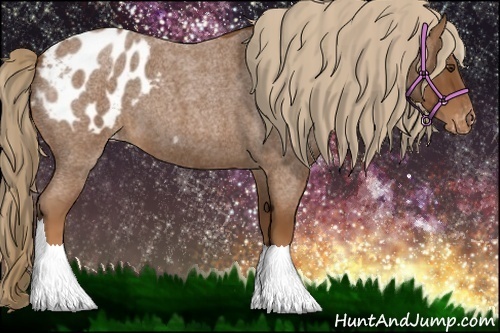 Horse Color:Red Roan Appaloosa