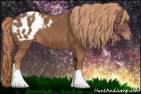 Horse Color:Chestnut Appaloosa 