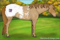 Horse Color:Red Roan Snowcap 
