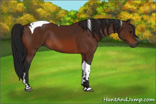 Horse Color:Gray Bay Tobiano Rabicano 