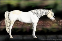 Horse Color:Buckskin Roan Pearl and Buckskin Roan Pearl Appaloosa