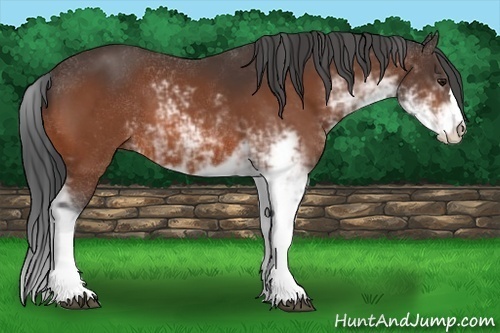 Horse Color:Bay Sabino 