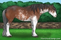 Horse Color:Bay Sabino 