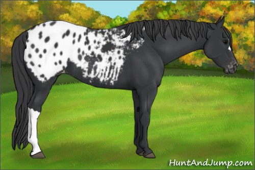 Horse Color:Black Appaloosa