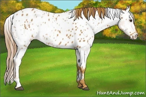 Horse Color:Chestnut Appaloosa  and Chestnut Appaloosa 