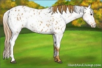 Horse Color:Chestnut Appaloosa  and Chestnut Appaloosa 