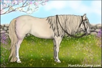 Horse Color:Perlino