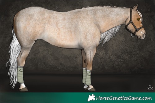 Horse Color:Chocolate Palomino Roan Rabicano 