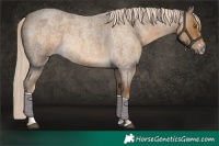 Horse Color:Chocolate Palomino Roan Rabicano 