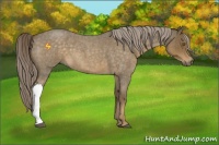 Horse Color:Chocolate Palomino Roan 