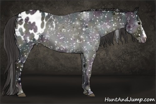 Horse Color:Platinum Midnight Smoky Blue Onyx Roan Appaloosa 