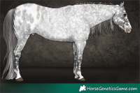 Horse Color:Platinum Midnight Smoky Blue Onyx Roan Appaloosa 