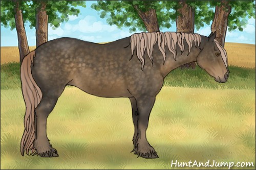 Horse Color:Chocolate Palomino Sabino