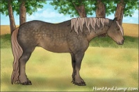 Horse Color:Chocolate Palomino Sabino