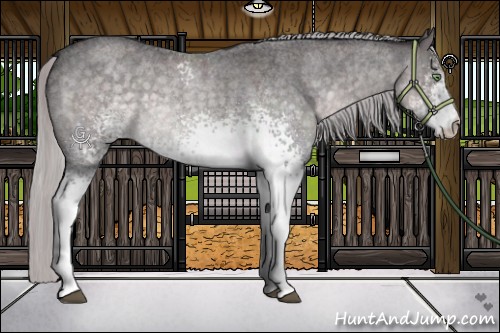 Horse Color:Platinum White Spotted Silver Buckskin Roan Dun 