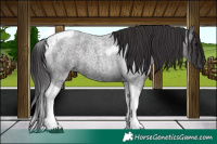 Horse Color:Smoky Blue Roan Tobiano 