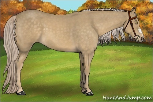 Horse Color:Palomino Roan