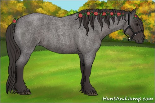 Horse Color:Smoky Blue Roan 