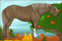 Horse Color:Chocolate Palomino