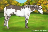 Horse Color:Silver Black Splash 