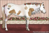 Horse Color:Chestnut Splash Tobiano