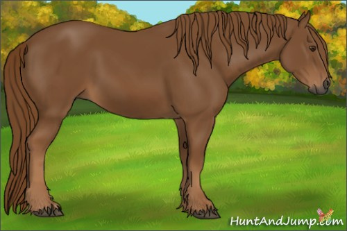 Horse Color:Gray Chestnut 
