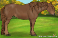 Horse Color:Gray Chestnut