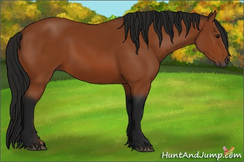 Horse Color:Gray Bay