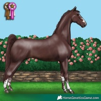 Horse Color:Chocolate Brown
