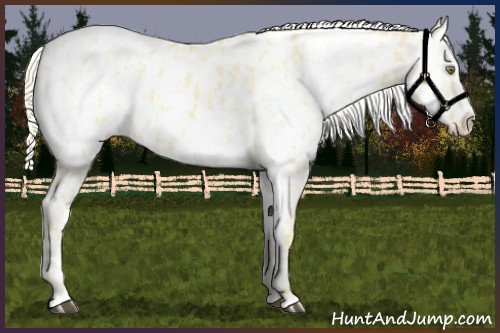 Horse Color:Palomino Dun Appaloosa  and Palomino Dun Appaloosa 