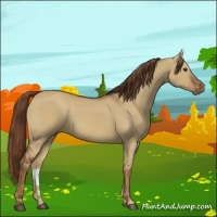 Horse Color:Red Dun 