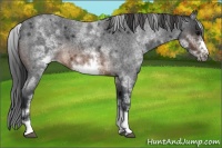 Horse Color:White Spotted Brown Roan Frame