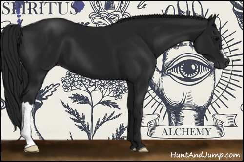 Horse Color:Gray Black 