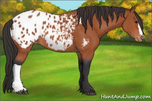 Horse Color:Bay Appaloosa 