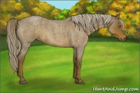 Horse Color:Chocolate Palomino Roan