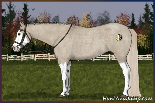 Horse Color:Silver Grullo Roan Splash 