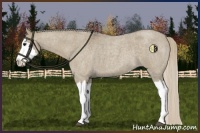 Horse Color:Silver Grullo Roan Splash 