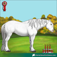 Horse Color:Liver Chestnut Sabino