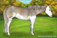 Horse Color:Silver Blue Onyx Sabino Splash