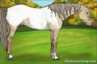 Horse Color:Chocolate Palomino Dun Sabino Appaloosa Brindle 