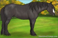 Horse Color:Smoky Blue Roan Splash Frame