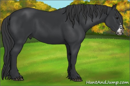 Horse Color:Black Frame 