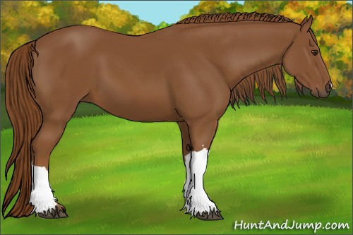 Horse Color:Chestnut 