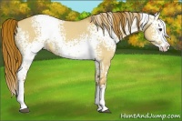 Horse Color:White Spotted Red Dun Splash 